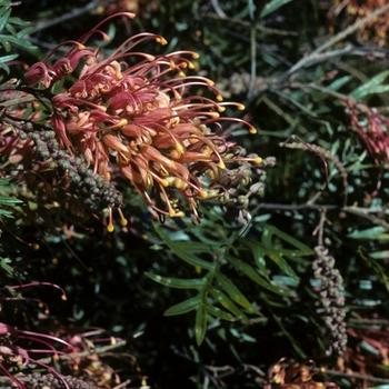 Callistemon superba