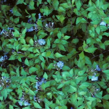 Ceratostigma willmottiana 'Forest Blue' 