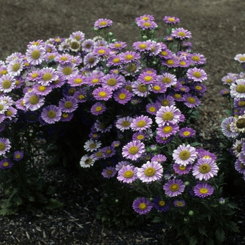 Callistephus chinensis 'Astoria Deep Blue'