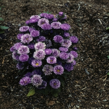 Callistephus chinensis 'Blue Ribbon'