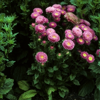 Callistephus chinensis 'Matador Salmon Pink'