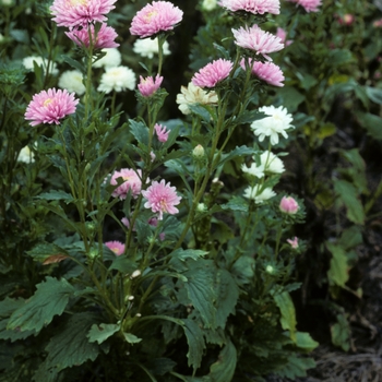 Callistephus chinensis 'Matador' 