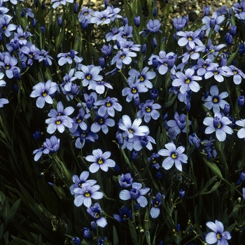 Sisyrinchium macounii 'California Skies' 