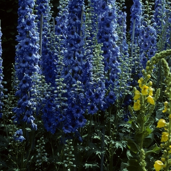 Delphinium 'Sonata' 