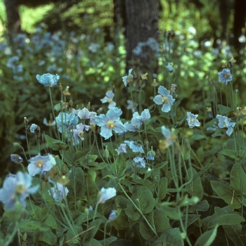 Meconopsis betonicifolia '' (004986)