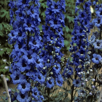 Delphinium 'Molly Buchanan' 