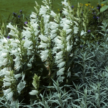 Campanula allariaifolia