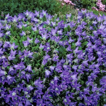 Campanula aucheri