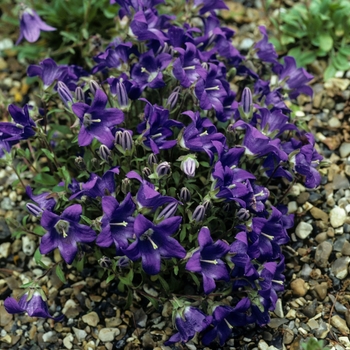 Campanula bellidifolia