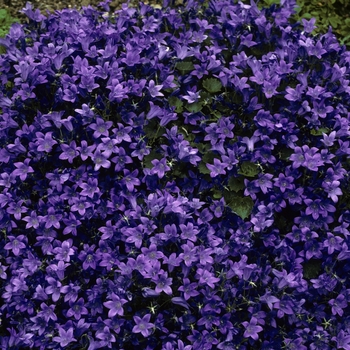 Campanula 'Birch Hybrid' 