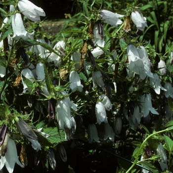 Campanula burghalti