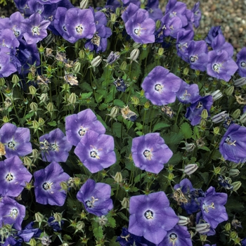 Campanula carpatica var. turbinata