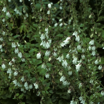 Campanula elata