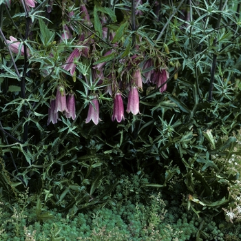 Campanula takesimana 'Elizabeth' 