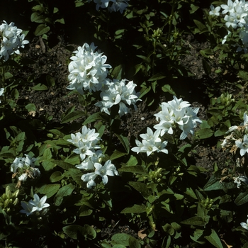 Campanula glomerata 'Crown of Snow' 