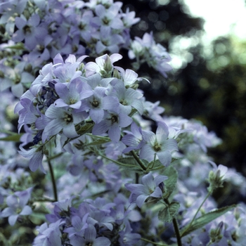 Campanula lactiflora