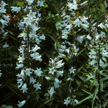 Campanula lactiflora 'Alba' 