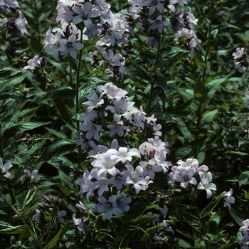 Campanula lactiflora 'Loddon Anna' 