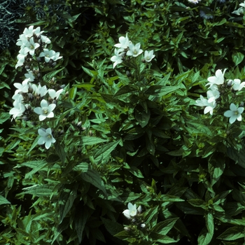 Campanula lactiflora 'White Pouffe' 