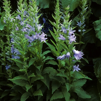 Campanula latifolia