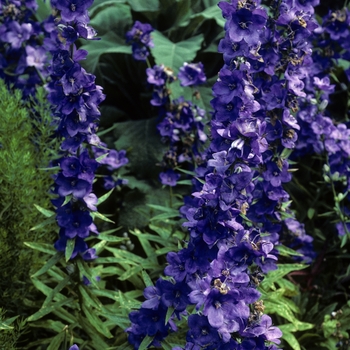 Campanula latiloba 'Highcliff' 