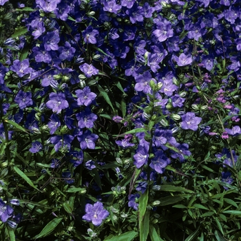 Campanula latiloba 'Percy Piper' 