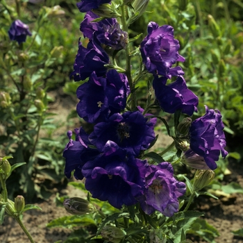 Campanula medium