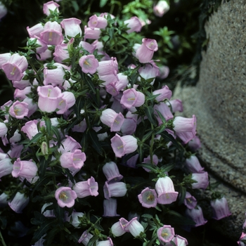 Campanula medium 'Pink' 