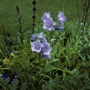 Campanula persicifolia 'Telham Beauty' 