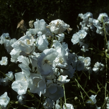 Campanula persicifolia 'Albo-Coronata' 