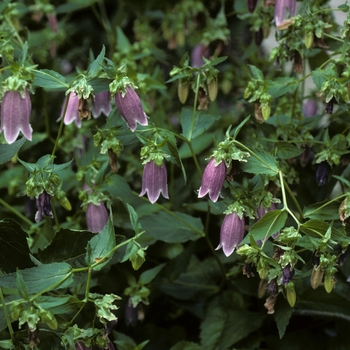 Campanula punctata 'Pantaloons'