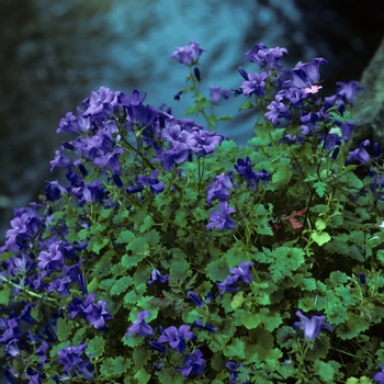 Campanula portenschlagiana 'Resholt's Variety' 