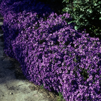 Campanula portenschlagiana 'Bavaria' 