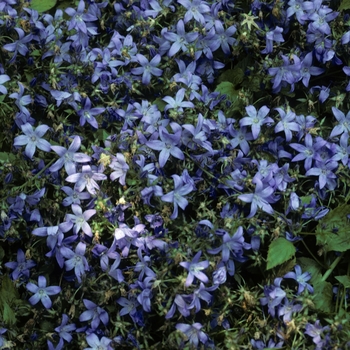 Campanula poscharskyana 'Lilacina' 