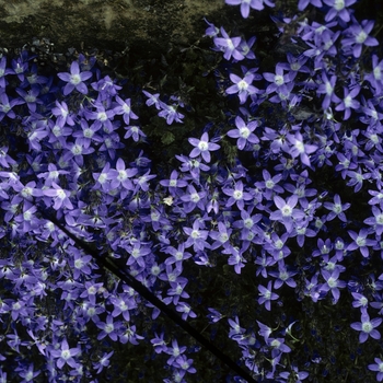 Campanula poscharskyana 'Blue Gown' 