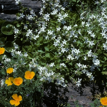 Campanula poscharskyana 'E.H. Frost' 