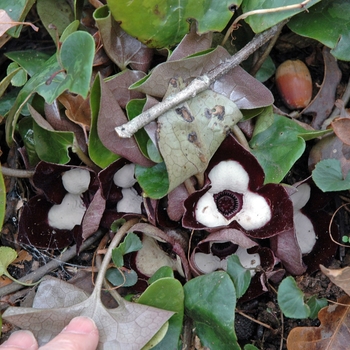 Asarum maximum 'Ling Ling'