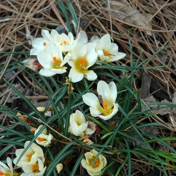 Crocus chrysanthus 'Cream Beauty' 