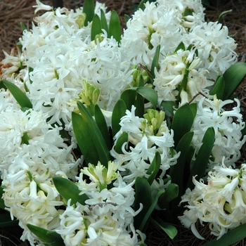 Hyacinthus orientalis 'White Pearl' 