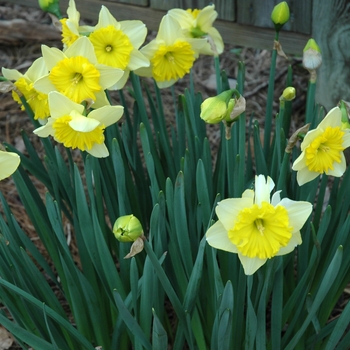 Narcissus 'Raoul Wallenburg'