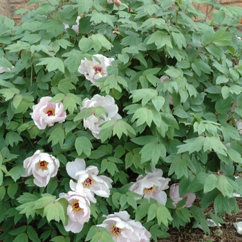 Paeonia suffruticosa 'Jade Plate White'