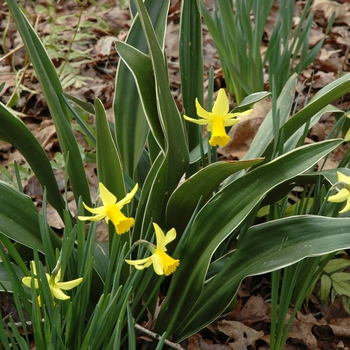 Rohdea japonica 'Sikko-no-Hamare'