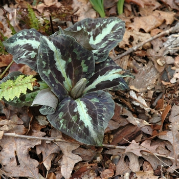 Trillium shuttleworthii 