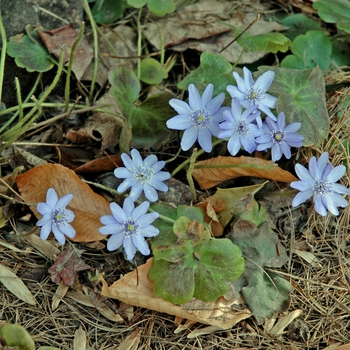 Hepatica transilvanica