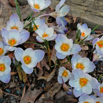 Crocus speciosus