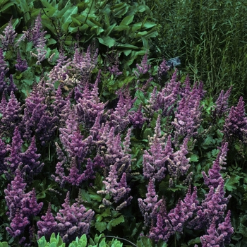 Astilbe simplicifolia 'Dunkellachs' 