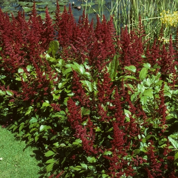 Astilbe x arendsii 'Etna'