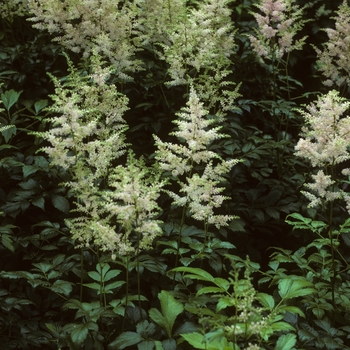 Astilbe x arendsii 'Kwell'