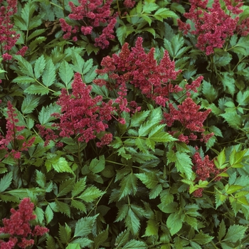 Astilbe x arendsii 'Koblenz'