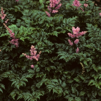 Astilbe crispa 'Perkeo'